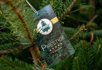 Sapin prestige au Magasin de Gally à Saint-Cyr-l'Ecole