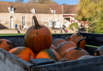 Fête de la citrouille aux fermes de gally pour halloween