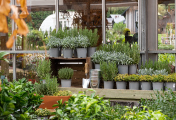 Offres de saison à la Jardinerie des Fermes de Gally