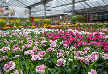 Offres de saison à la Jardinerie des Fermes de Gally