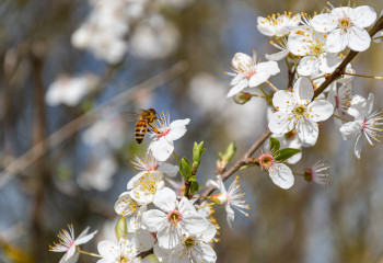 Abeille à la Cueillette de Gally