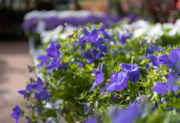 Foire aux plantes à la jardinerie de Gally à Saint Cyr l'Ecole Yvelines