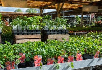 Foire aux plantes à la jardinerie de Gally à Saint Cyr l'Ecole Yvelines