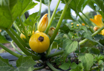 Courgette jaune