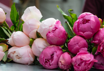 fête de la pivoine aux fermes de gally à saint-cyr-l'école