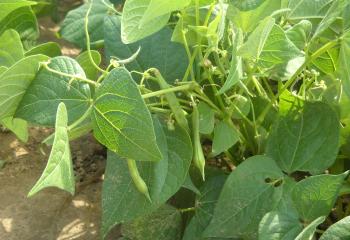 haricots