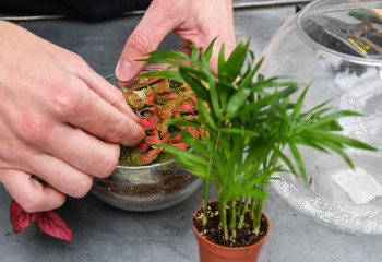 Atelier de Julie terrarium