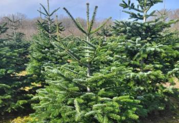 Sapins de l'Aube venus dans la jardinerie de Gally à Saint Cyr l'Ecole