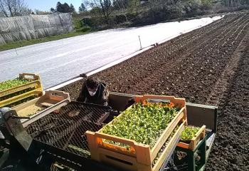 Plantation de salades