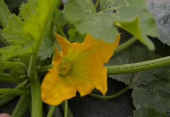 courgette