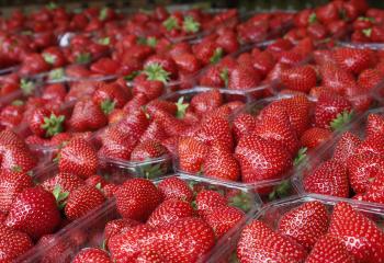 Fraises sur le stand des Fermes de Gally à Jardins, jardin