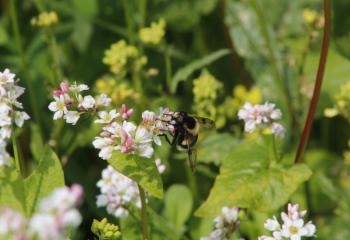 Fleurs et bourdon