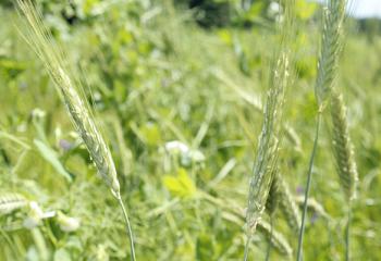 Triticale