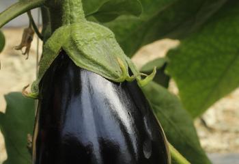 Aubergines