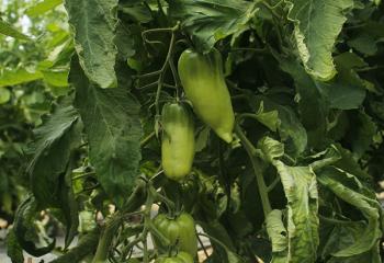 tomates