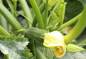 fleur de courgette