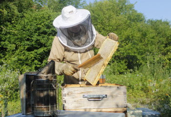 Ruche des Fermes de gally