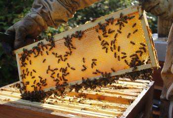 Miel des Fermes de Gally