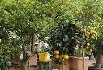 orangerie agrumes collection ferme de gally saint cyr l'école