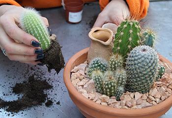 Atelier de Julie Cactus