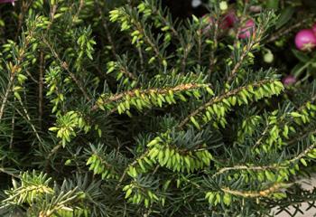 bruyères plantes fleuries hiver