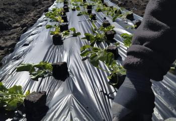 Plantation 