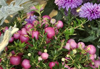 plantes fleuries hiver
