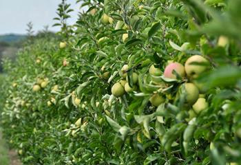 vente de pommes locales