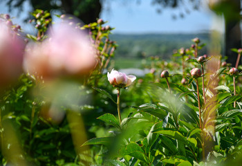 pivoines dans un champs