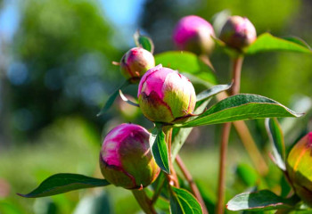 pivoines dans un champs