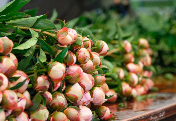 pivoines dans un champs