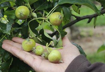 petits fruits