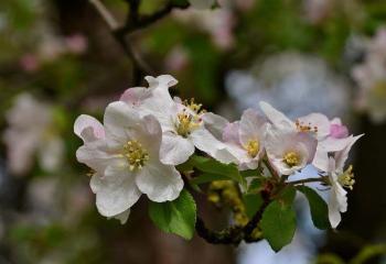 Fleurs