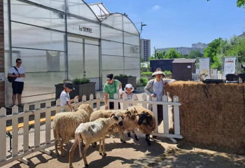 Fête de la laine à la ferme de gally de saint denis