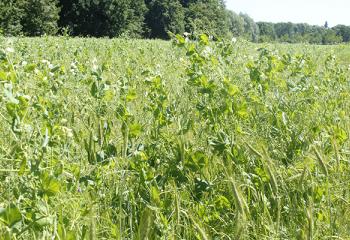 Triticale Pois