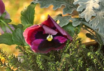 bruyères plantes fleuries hiver