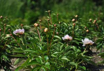 Champs de pivoine