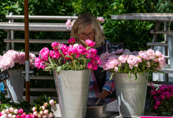 fête de la pivoine aux fermes de gally à saint-cyr-l'école
