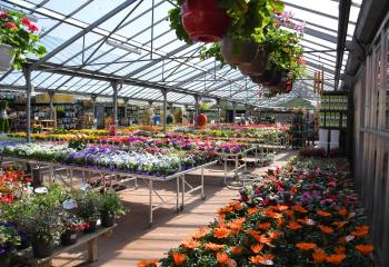 Offres de saison sur la jardinerie des Fermes de Gally à Saint Cyr