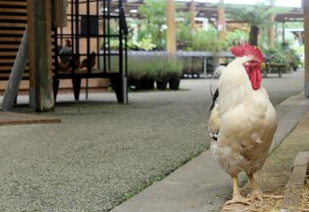 Poules magasin