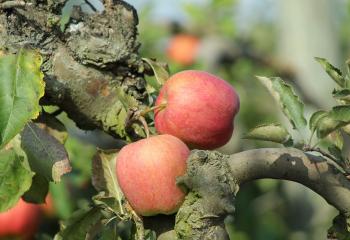 Pommes cueillette ferme de gally