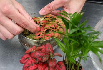 Atelier terrarium à la Ferme de Gally