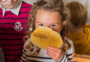 Atelier pour enfant abeille à la Ferme de Gally de Saint Cyr l'Ecole et de Sartrouville