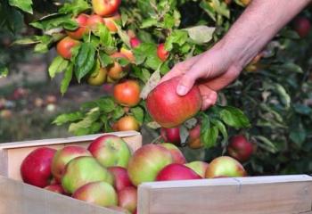 Grande Fête de la pomme à la Ferme ouverte de Saint-Denis