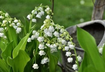 Muguet vendu aux Fermes de Gally