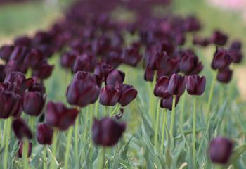 bulbes tulipes jardinerie les Fermes de Gally