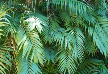 achat plante verte interieur