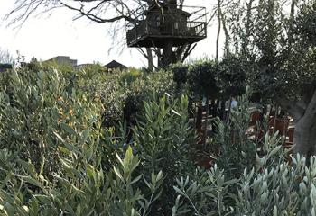 olivier pépinière jardinerie