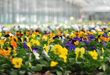 Pensées cornuta locales fleurs théart yvelines