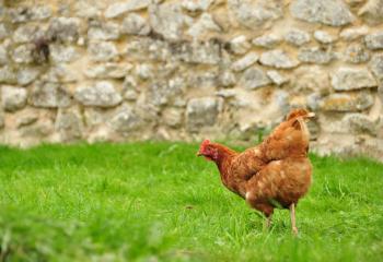 Poules pondeuses Ferme de Gally